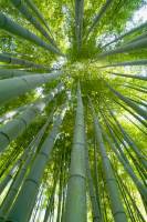 Bambous (Phyllostachys sp.) - chaumes dressés